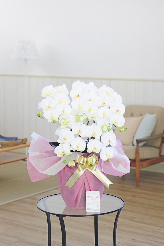 <p>花の微妙な感じ、根っこ、葉などもそっくりです。</p>